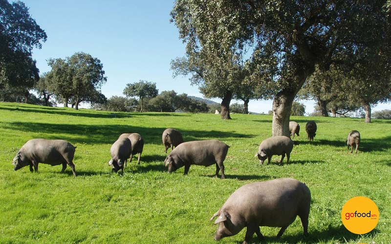 Heo Iberico được chăn thả b&aacute;n hoang d&atilde; theo luật Ho&agrave;ng gia