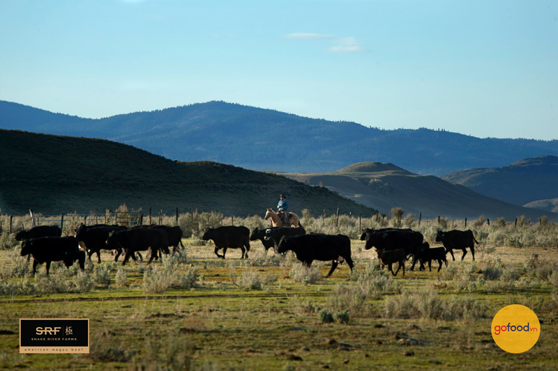Những chú bò Snake River Farms được nuôi ở vùng đồng bằng cao dọc sông Snake ở Idaho với chế độ ăn hoàn toàn tự nhiên