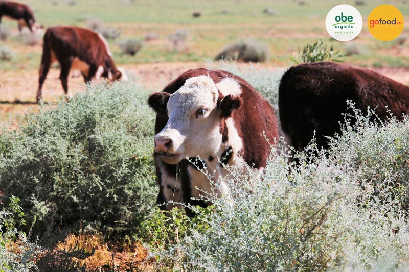 Những chú bò sinh sống ở khu vực được mệnh danh là "trái tim nước Úc"