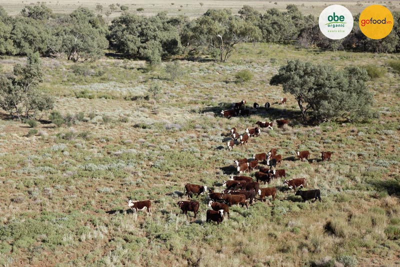 Thức ăn của bò Obe có thể thay đổi theo mùa phù hợp với hệ sinh thái tự nhiên