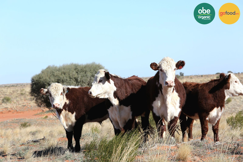 Những chú bò hữu cơ được chăn thả trên thảo nguyên rộng lớn