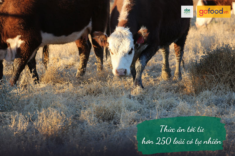 Thức ăn của bò Obe tới từ 250 loại cỏ tự nhiên