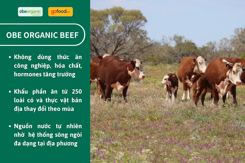 Thức ăn của bò Obe tới từ hơn 250 loại cỏ và thảo mộc