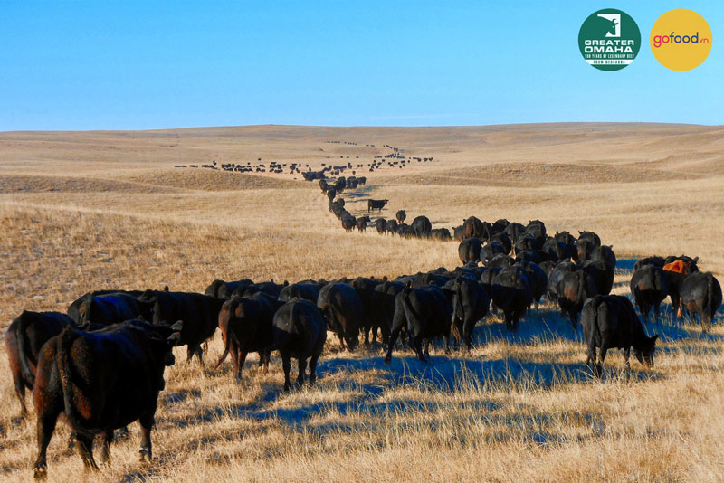 Những chú bò sống ở Nebraska với nền cỏ tốt