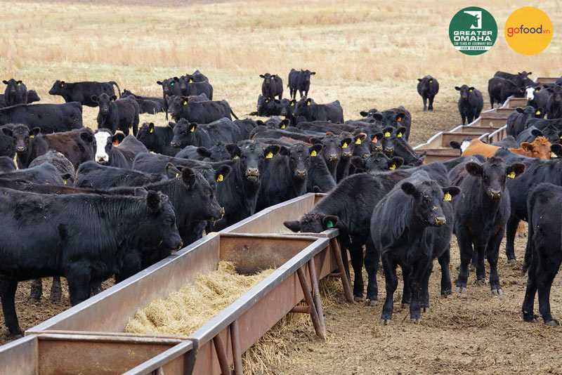Những chú bò Greater Omaha ăn ngũ cốc trong 200 ngày