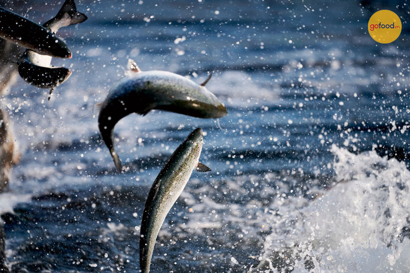 Nguồn thức ăn cho cá hồi Nauy không chứa kháng sinh hay chất biến đổi gen