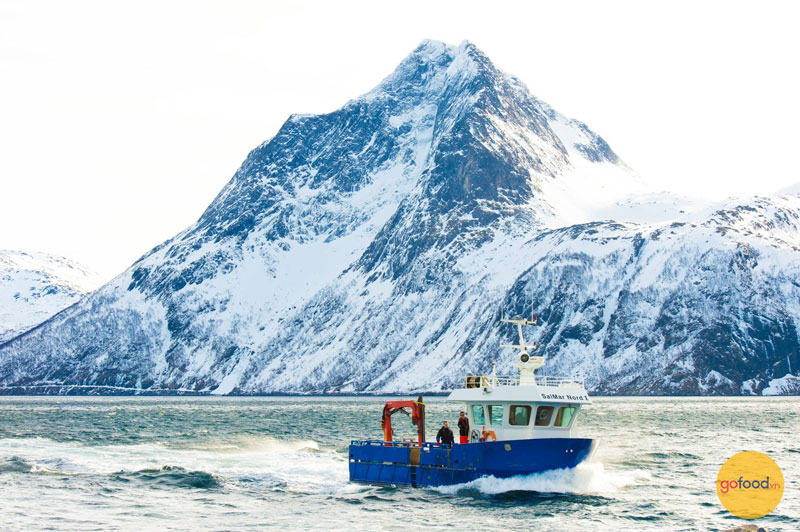 Cá hồi nhập khẩu Nauy sống tại vùng biển lạnh giá