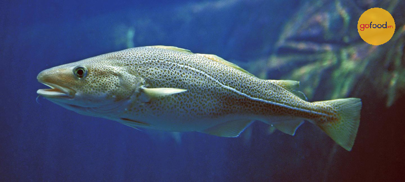 Cá tuyết tên tiếng Anh là Cod Fish