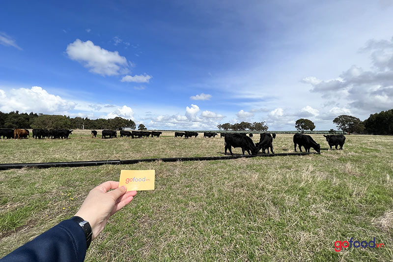 Gofood tại cánh đồng chăn thả bò Angus rộng lớn