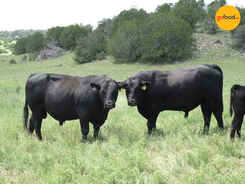 Bò Mỹ Black Angus được chăn nuôi với tiêu chuẩn nghiêm ngặt