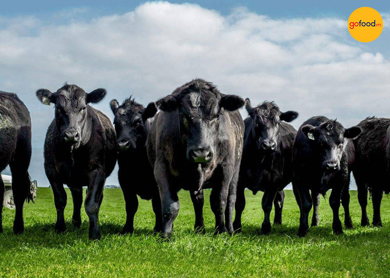 Bò Úc Black Angus có lông đen, được nuôi ở phía Đông nước Úc