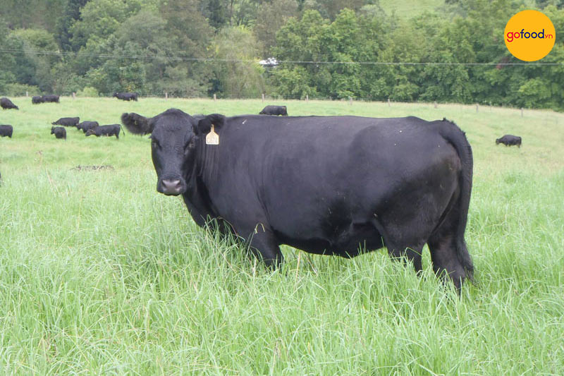 Giống bò Úc Black Angus ăn cỏ