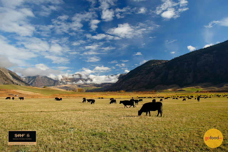 Những chú bò Wagyu Mỹ được nuôi tại các đồng bằng rộng lớn