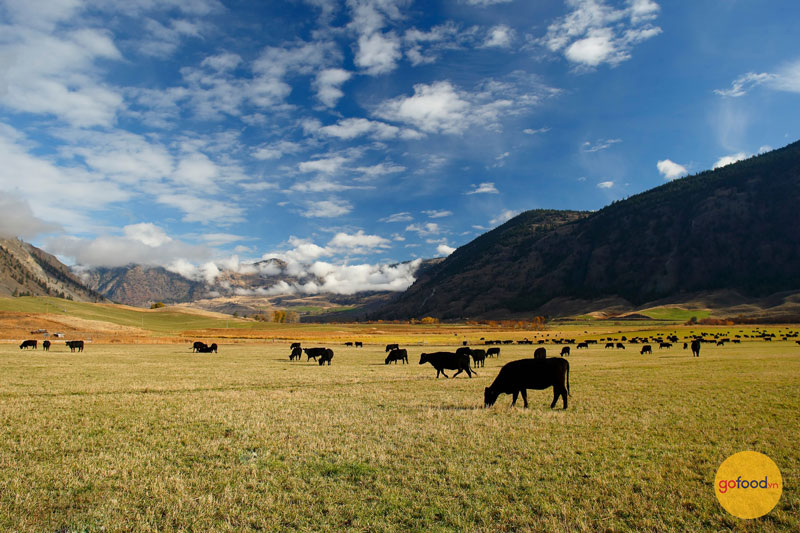 Những chú bò được chăn thả tại vùng đồng bằng rộng lớn