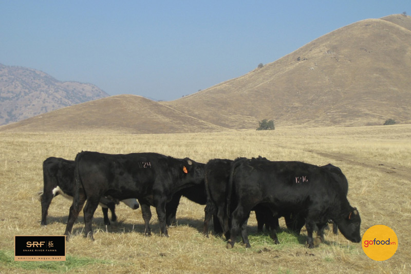 Bò Wagyu Mỹ được lai giống từ bò Wagyu Nhật và bò Mỹ Black Angus
