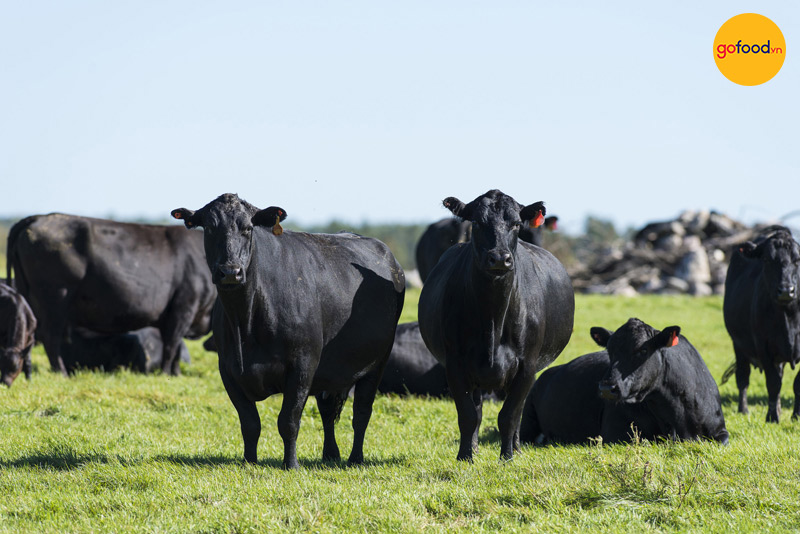 Bò Black Angus có lông đen, là giống bò ăn cỏ