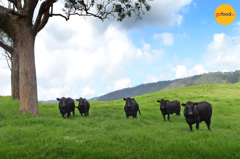 Thịt bò dùng lên tuổi là giống bò Úc Black Angus lông đen