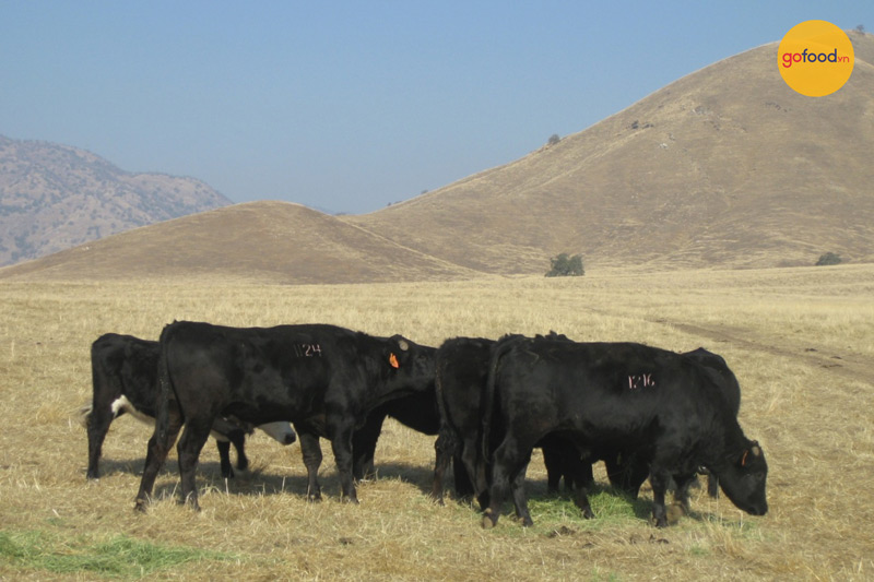Bò Wagyu Mỹ được chăn thả ở tiểu bang Idaho với thức ăn hoàn toàn tự nhiên