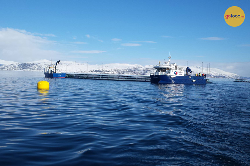 Những lưới quây nuôi cá hồi được đặt ngay giữa đại dương bao la