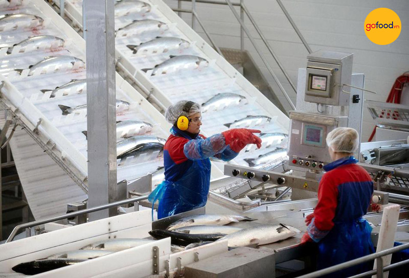 Quy trình nuôi cá hồi Nauy khép kín chuẩn châu Âu