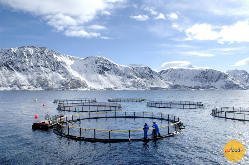 Cá hồi hưu cơ Nauy được nuôi ở vùng biển lạnh giá ở Đại Tây Dương