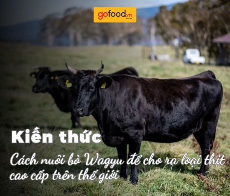 Tìm hiểu chi tiết về cách nuôi bò Wagyu để cho ra loại thịt cao cấp