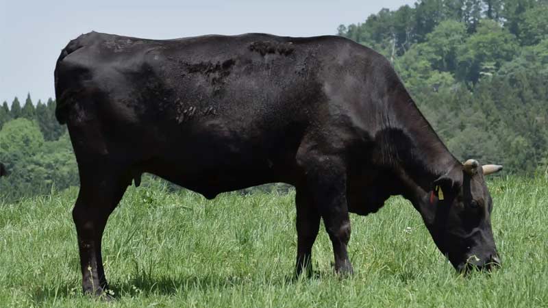 B&ograve; Wagyu l&agrave; d&ograve;ng thịt b&ograve; thượng hạng nổi tiếng thế giới nhờ đặc trưng v&acirc;n mỡ cẩm thạch