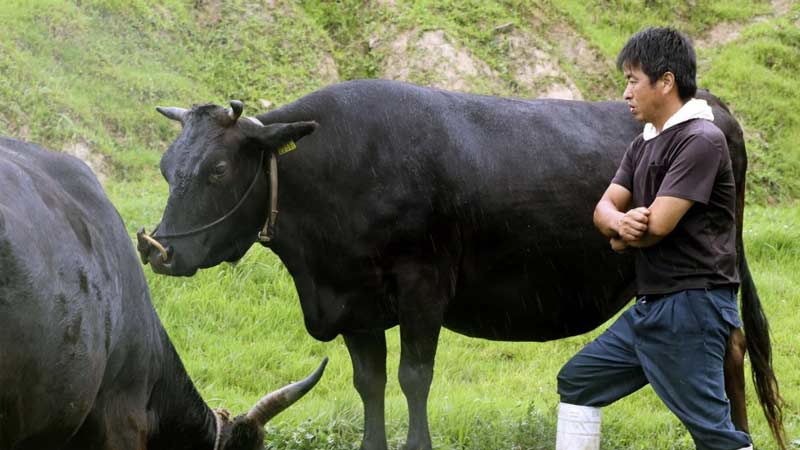 B&ograve; Wagyu được chăn nu&ocirc;i theo c&aacute;c phương ph&aacute;p truyền thống của Nhật Bản&nbsp;
