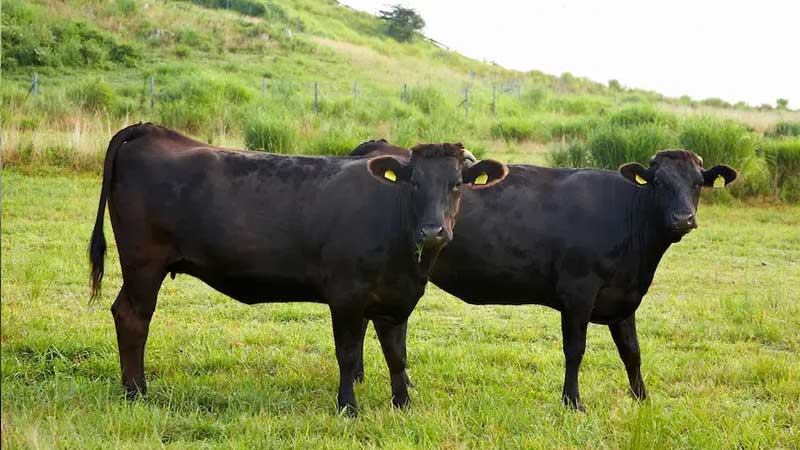 Đảm bảo m&ocirc;i trường sống của b&ograve; Wagyu kh&ocirc;ng g&acirc;y ra bất kỳ căn thẳng n&agrave;o cho b&ograve;&nbsp;