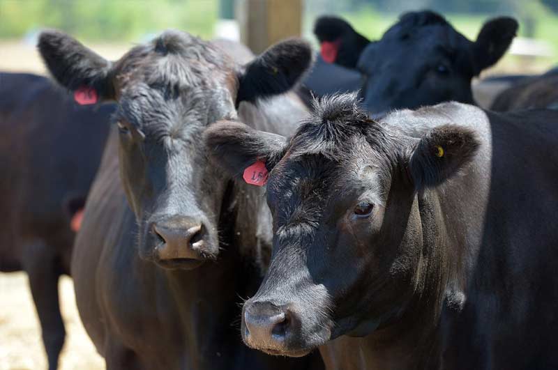 Vỗ b&eacute;o b&ograve; Wagyu bằng chế độ ăn gi&agrave;u năng lượng (ngũ cốc, bột ng&ocirc;, l&uacute;a mạch) v&agrave; hạn chế vận động để th&uacute;c đẩy qu&aacute; tr&igrave;nh tạo v&acirc;n mỡ cẩm thạch trong cơ