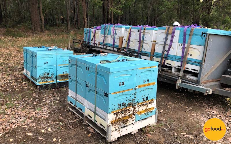 Mật ong Úc gắn liền với các giá trị bền vững