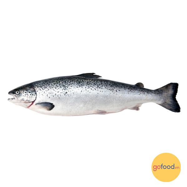 Cá Hồi Na Uy Nguyên Con - Salmon Fresh