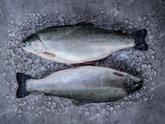 Cá hồi Trout