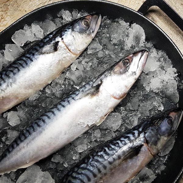 Cá Saba Nauy nguyên con (kg)