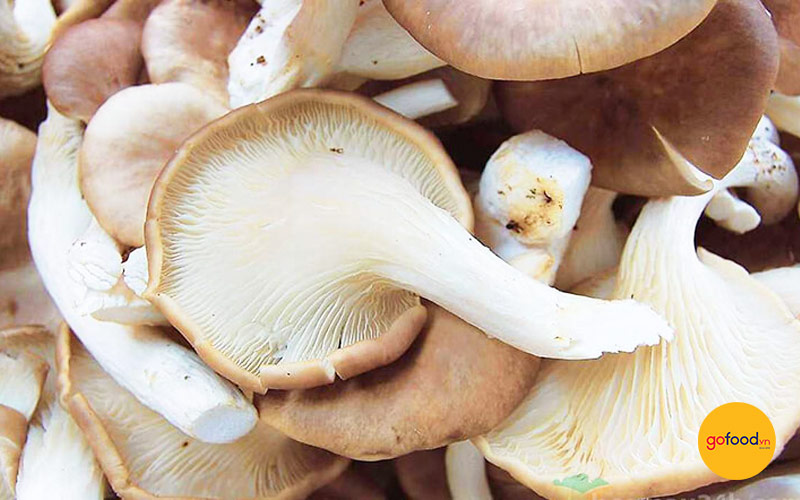 Lựa chọn những c&acirc;y nấm b&agrave;o ngư to, chắc