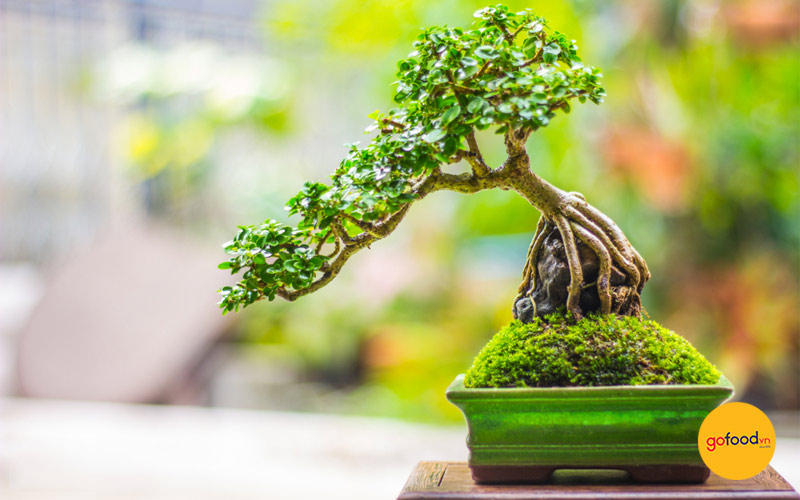 Chậu cây Bonsai