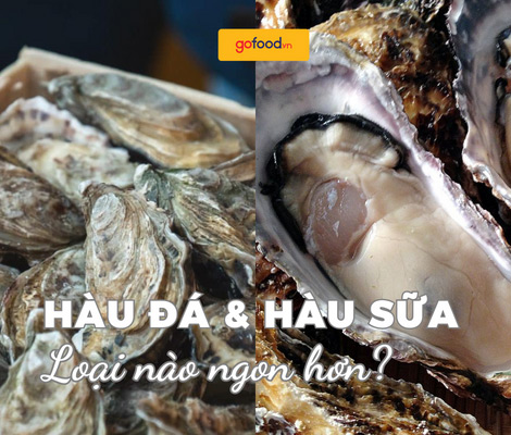 Hàu đá và hàu sữa - Loại nào ngon hơn?