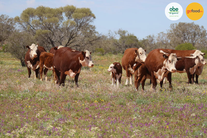 Khu vực chăn thả bò Obe đảm bảo đa dạng sinh học
