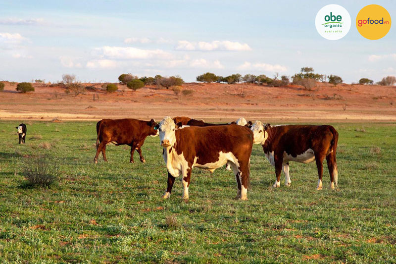 Vùng đất chăn thả bò hữu cơ rộng lớn có hệ sinh thái đa dạng