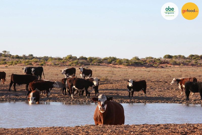 Đất và nước ở khu vực bò Obe sinh sống đảm bảo lành sạch
