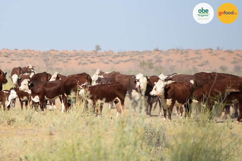Những chú bò hữu cơ được sinh trưởng trong môi trường tự nhiên, không có tác động của con người