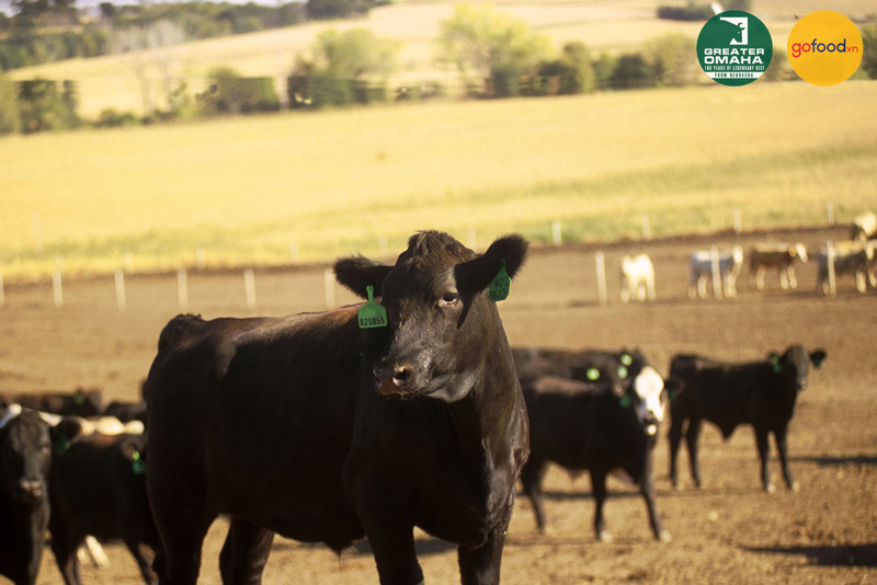Bò Greater Omaha được chọn từ giống bò Angus có lông đen