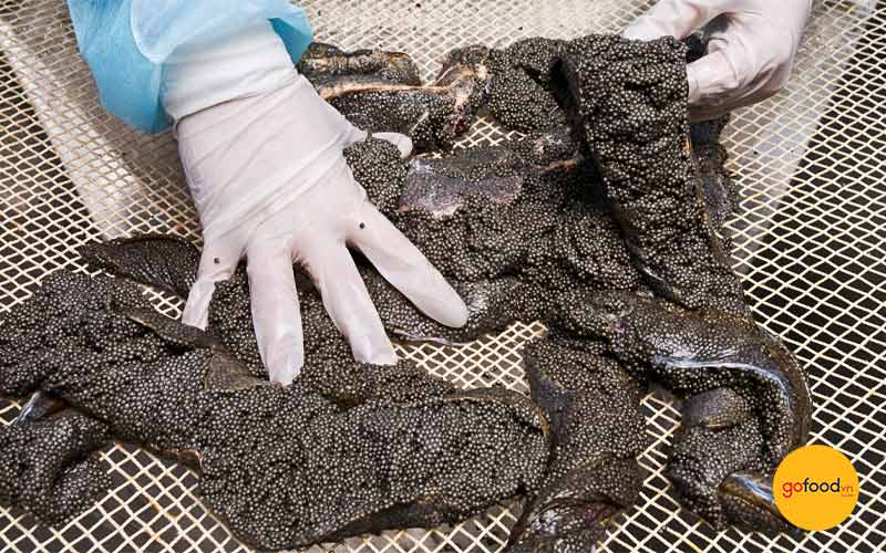 dat-bao-trung-ca-tam-thu-duoc-len-luoi-loc-chuyen-dung-de-tach-hat