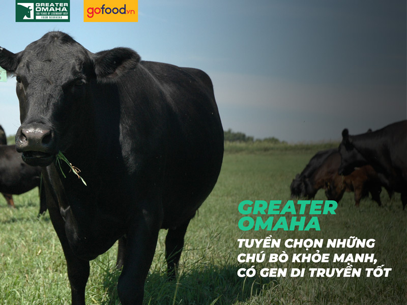 Bò Greater Omaha tuyển chọn từ giống bò Angus có gen di truyền tốt