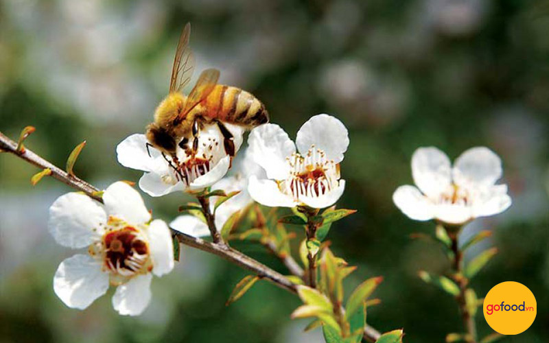 Mật ong Manuka xuất xứ từ một loài cây bụi tên là Manuka ở New Zealand và một phần nước Úc