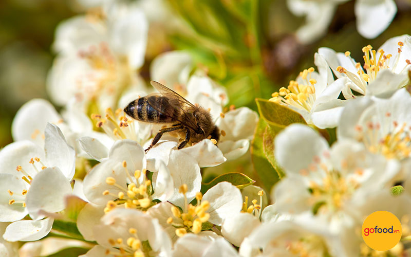 Mật ong có nguồn mật hoa khác nhau sẽ có mức độ kết tinh khác nhau