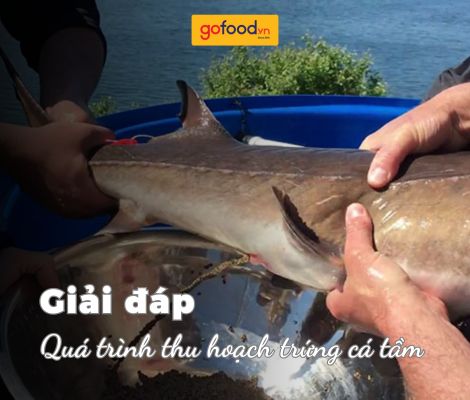 Giải mã quá trình thu hoạch trứng cá tầm đắt đỏ nhất hành tinh