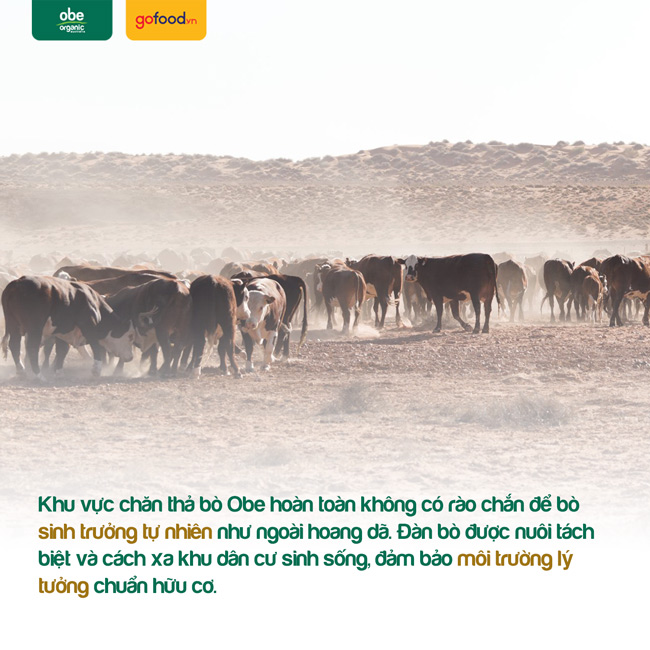 Đàn bò Obe được nuôi tách biệt với khu dân sinh