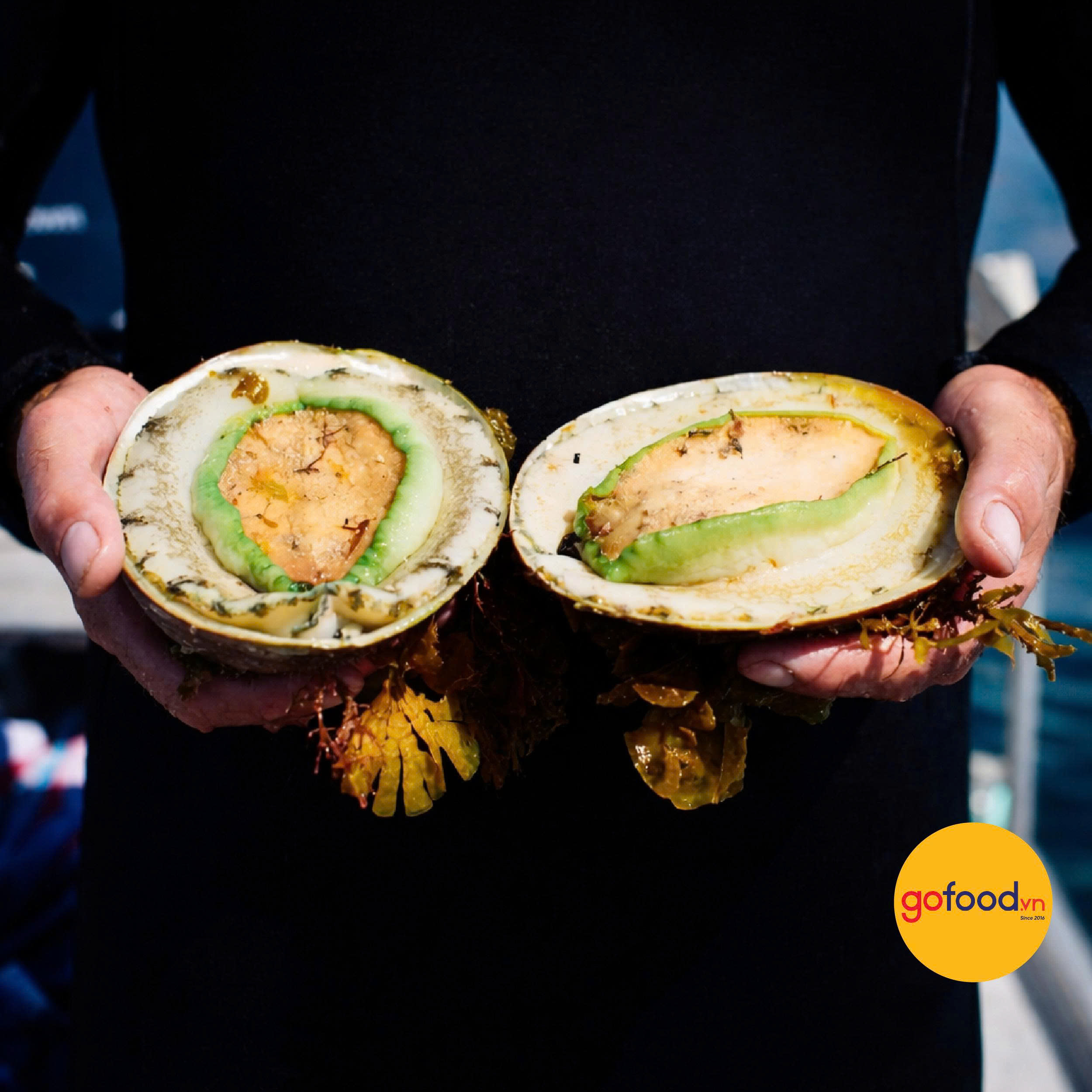 Bào ngư Úc viền xanh biển Tasmania 