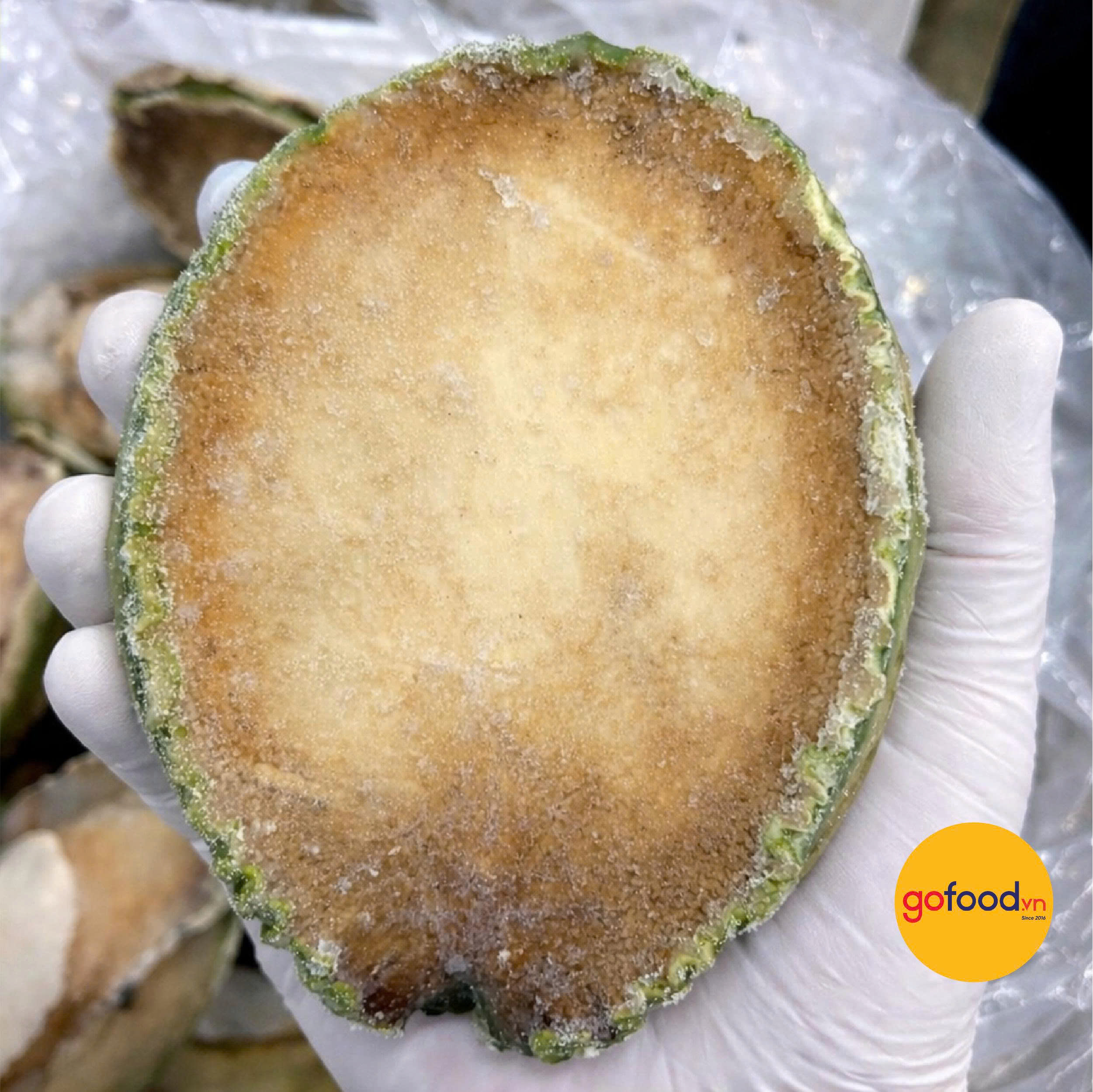 Bào ngư Úc viền xanh biển Tasmania 